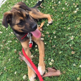 人も犬も大好き！やんちゃな男の子