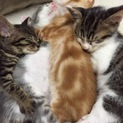 生後2ヶ月•仔猫•5兄弟