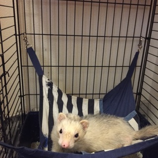 やんちゃなパスバレー♂です