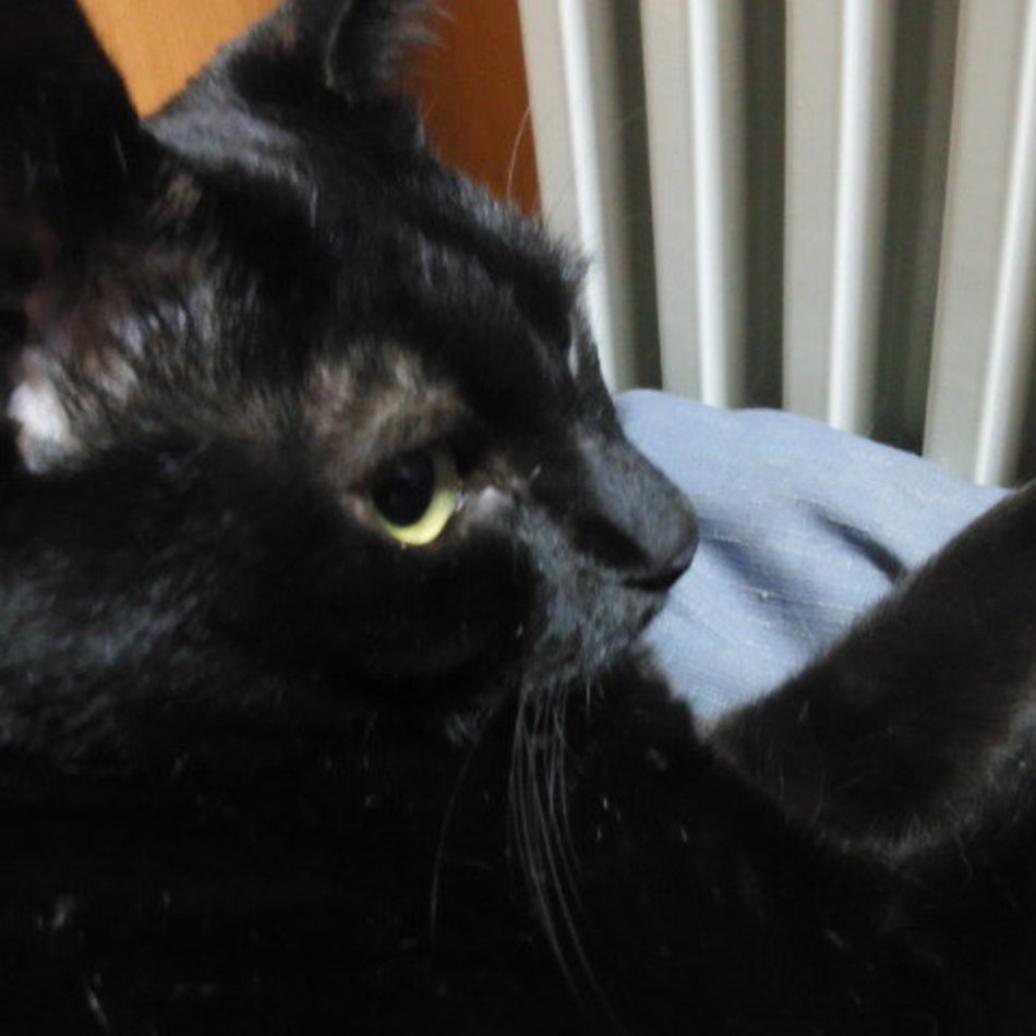 クロちゃんのカバー写真