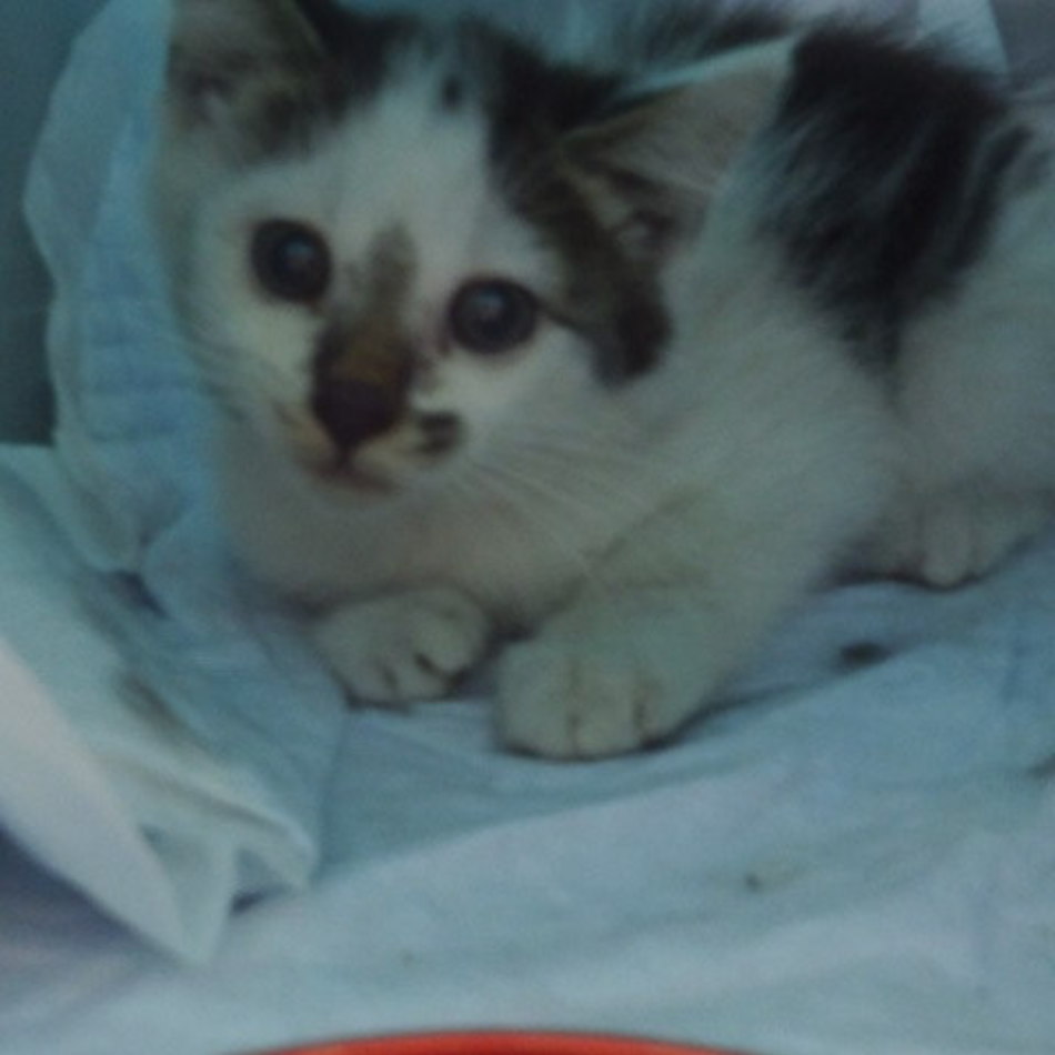 ジヴァにゃんのカバー写真