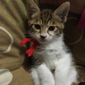 子猫を育ててくれる方募集