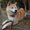 元気な柴犬です