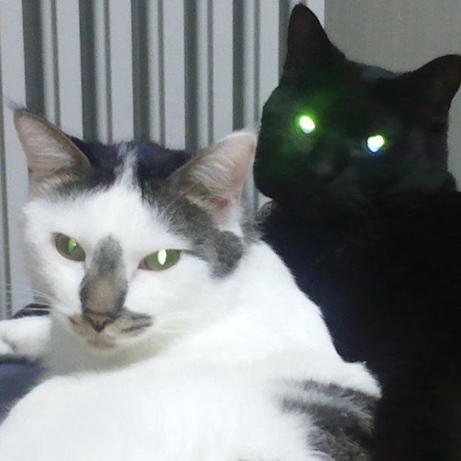 kinoko94のカバー写真