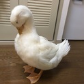 アヒル 5ヵ月 ♂