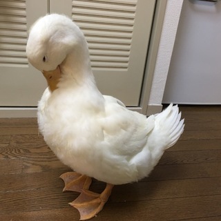 アヒル 5ヵ月 ♂