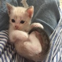 緊急！里親募集！男の子福助ちゃん一歳！