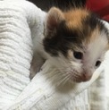 捨て猫、里親さん募集！！