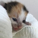 捨て猫、里親さん募集！