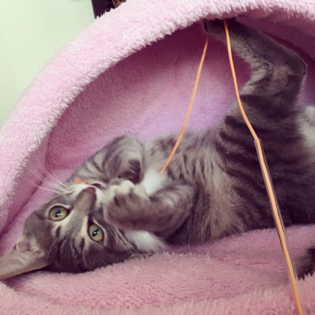 さえぴぴのカバー写真