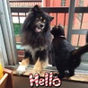 トモカチョ