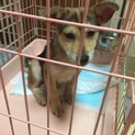 4ヶ月くらいの子犬2匹