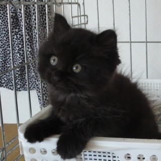 【5/15銀座会場】テディベアにゃんこ♪くまたん