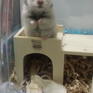 ゴールデンハムスター