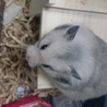 ゴールデンハムスター サムネイル2
