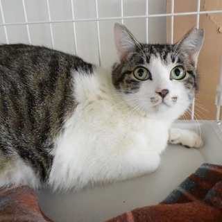 可愛い人馴れした男の仔