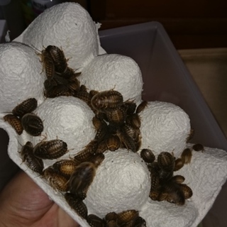 デュビア250匹里親募集【里親決定！】