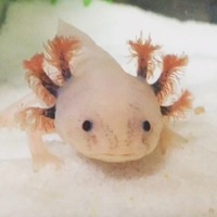 しらたまさん