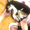 キュウティー