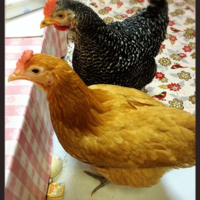 キュウティーのカバー写真