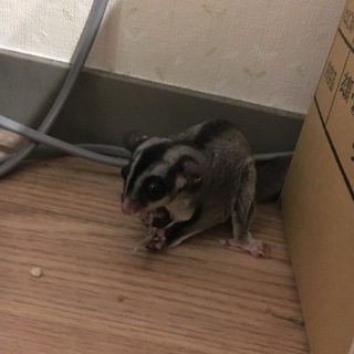 里親見つかりました！本当にありがとうございました！