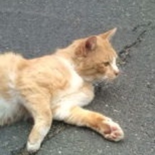 甘えん坊のまんまる