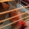 羽咲  ウサって名前です！