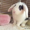 ふわふわのロップイヤー