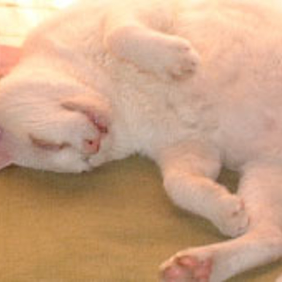 ねこ吉のカバー写真