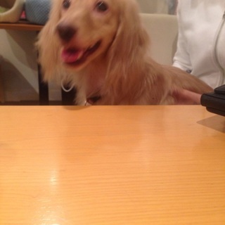 ダックスフンドの里親募集中