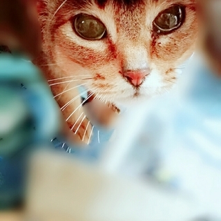 美猫アビシニアンmix里親さん募集