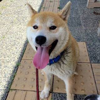 柴犬？ゴンタくん