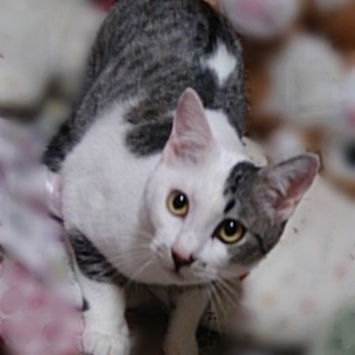 顔はイケニャン!!中身はオヤジ!!ビバ!!!! 