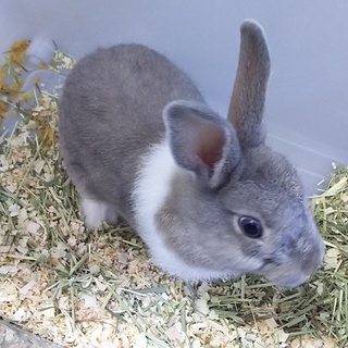 ウサギの里親様募集