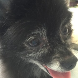 チョコたん4日目