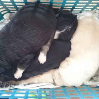 5匹とも決まりました！