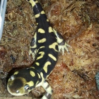 名前はまだ無い}