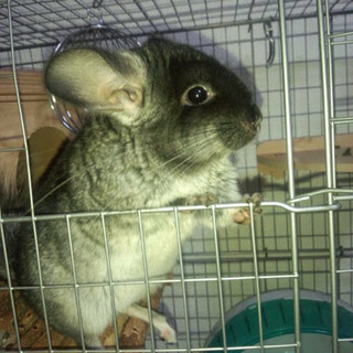 チンチラちゃん☆メス