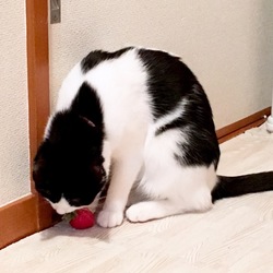 イチゴのおもちゃで遊ぶサラちゃん