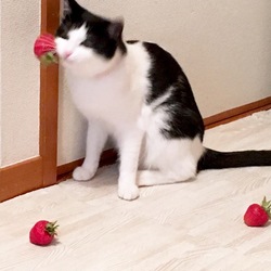 「イチゴのおもちゃで遊ぶサラちゃん」サムネイル2