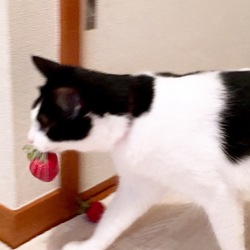 「イチゴのおもちゃで遊ぶサラちゃん」サムネイル3