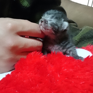 子猫の里親さん募集