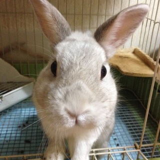 ネザーランドドワーフ♂ホワイト