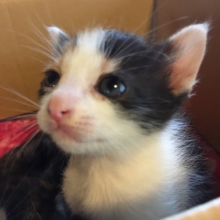 仔猫4兄弟②ミケちゃん