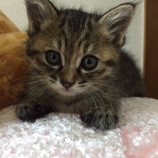 なでなで大好き！女の子 　きいちゃん