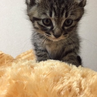 甘えた男子　てつ君