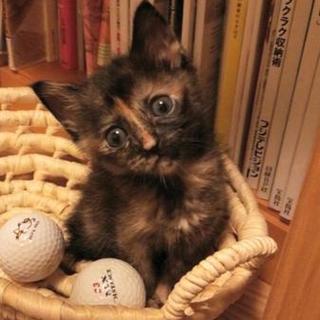 元気いっぱい、べっ甲柄の女の子