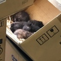 母猫と4匹の子猫！