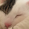 さとうのさとう