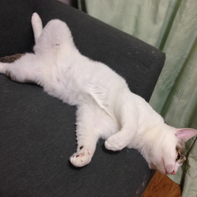 さとうのさとうのカバー写真